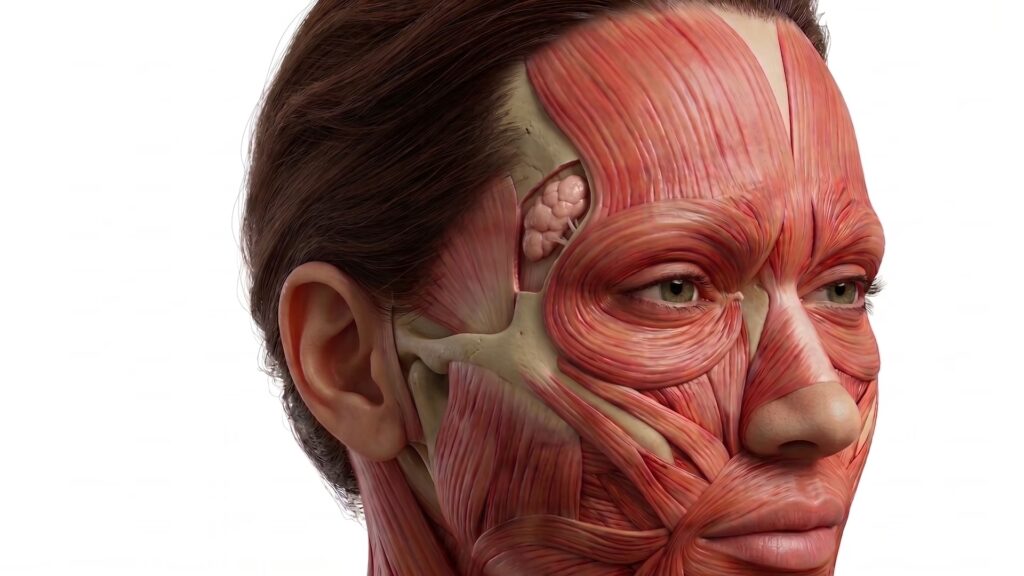 Facial muscle anatomy showing how to become botox certified with FAMA