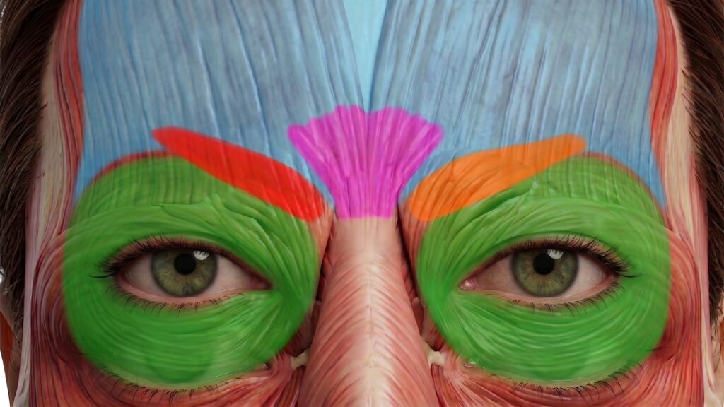Periorbital and frontalis muscle anatomy with color-coded muscle groups